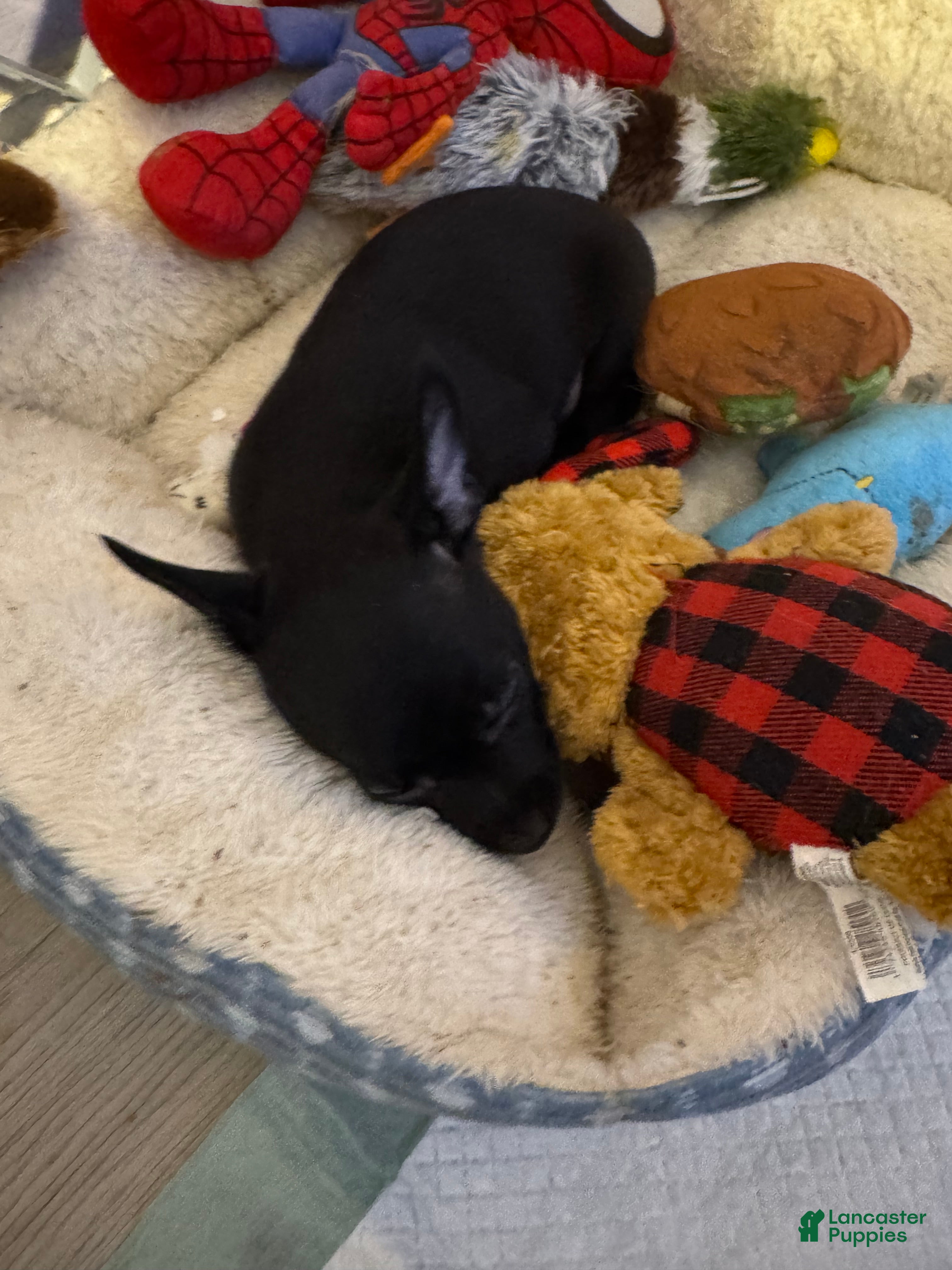 Chihuahua dogs Chihuahua 5 ready to go tomorrow  - Ad 41