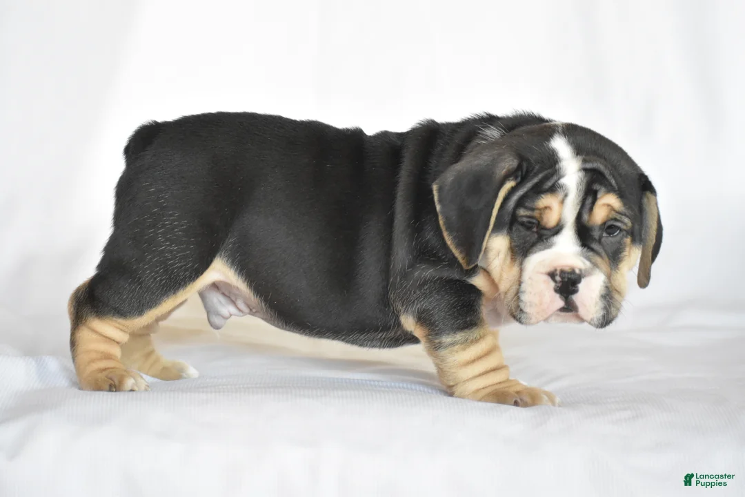 Beabull dogs for sale: Skyler - Ad 12