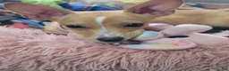 Chihuahua dogs for sale: Miriam - Ad 6