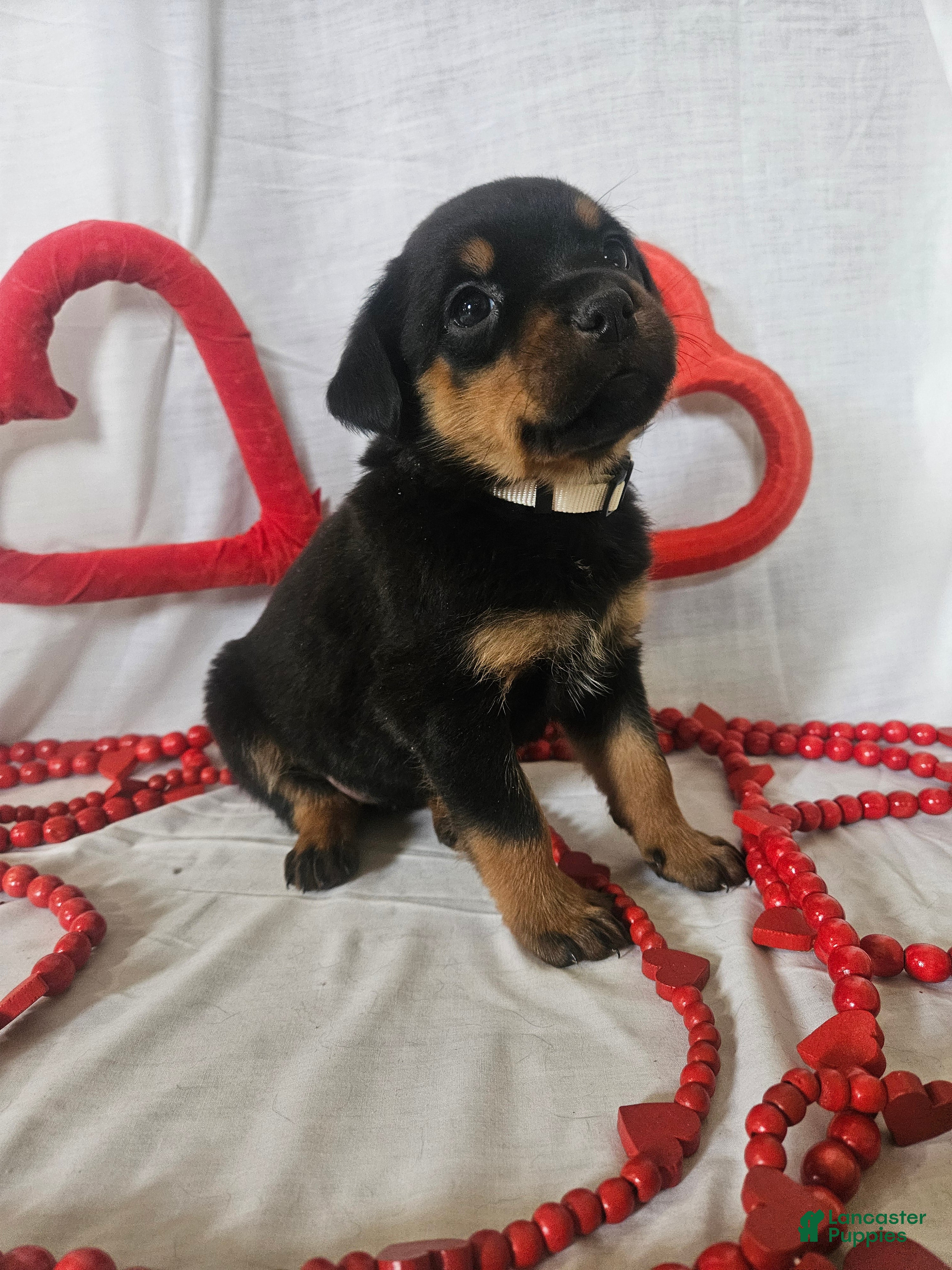 Rottweiler dogs Rosie - Ad 13