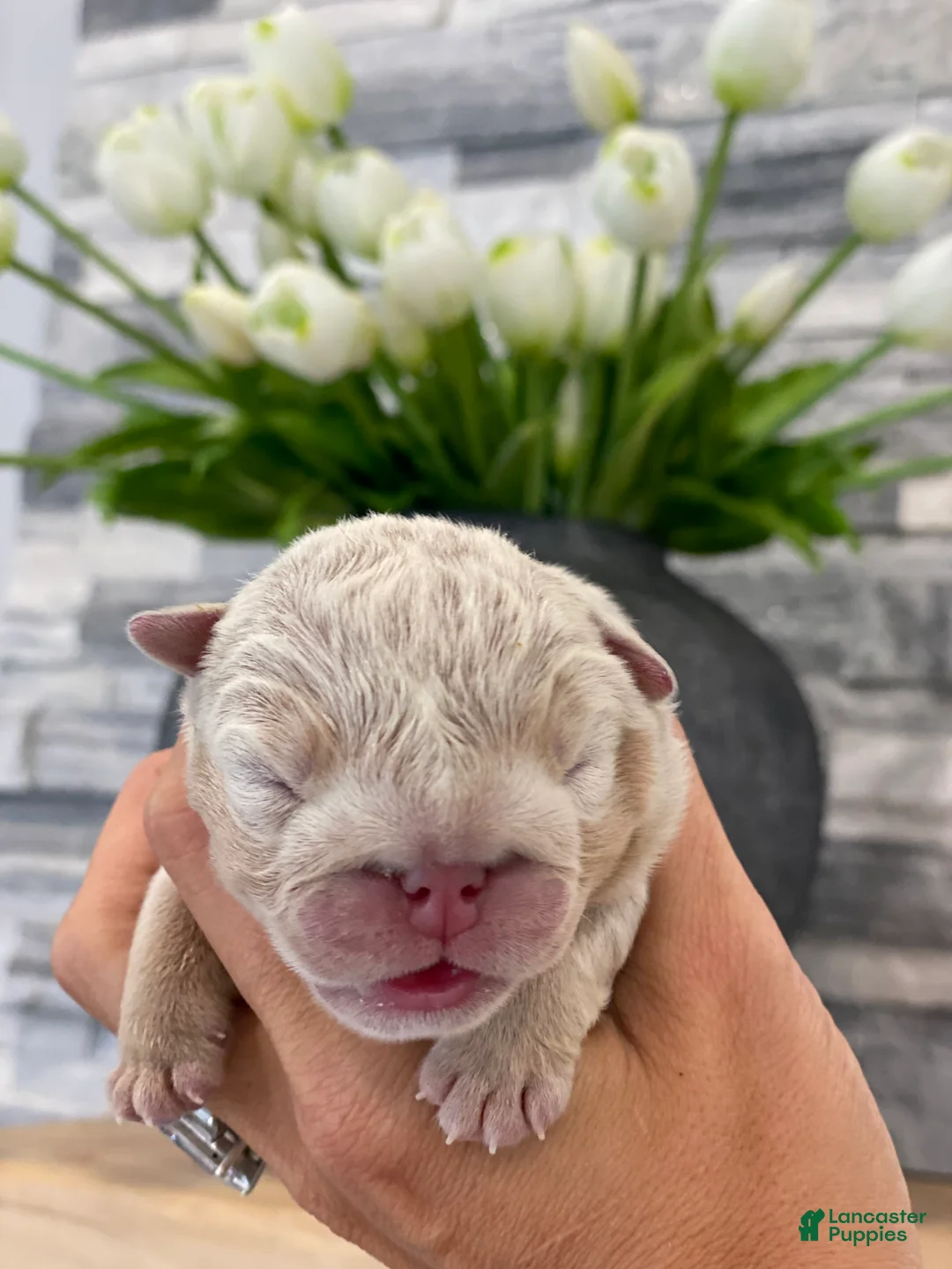 English Bulldog dogs for sale: Honey  - Ad 1