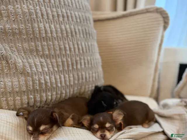 Chihuahua dogs for sale: Lava 4 lbs fully grown - Ad 2
