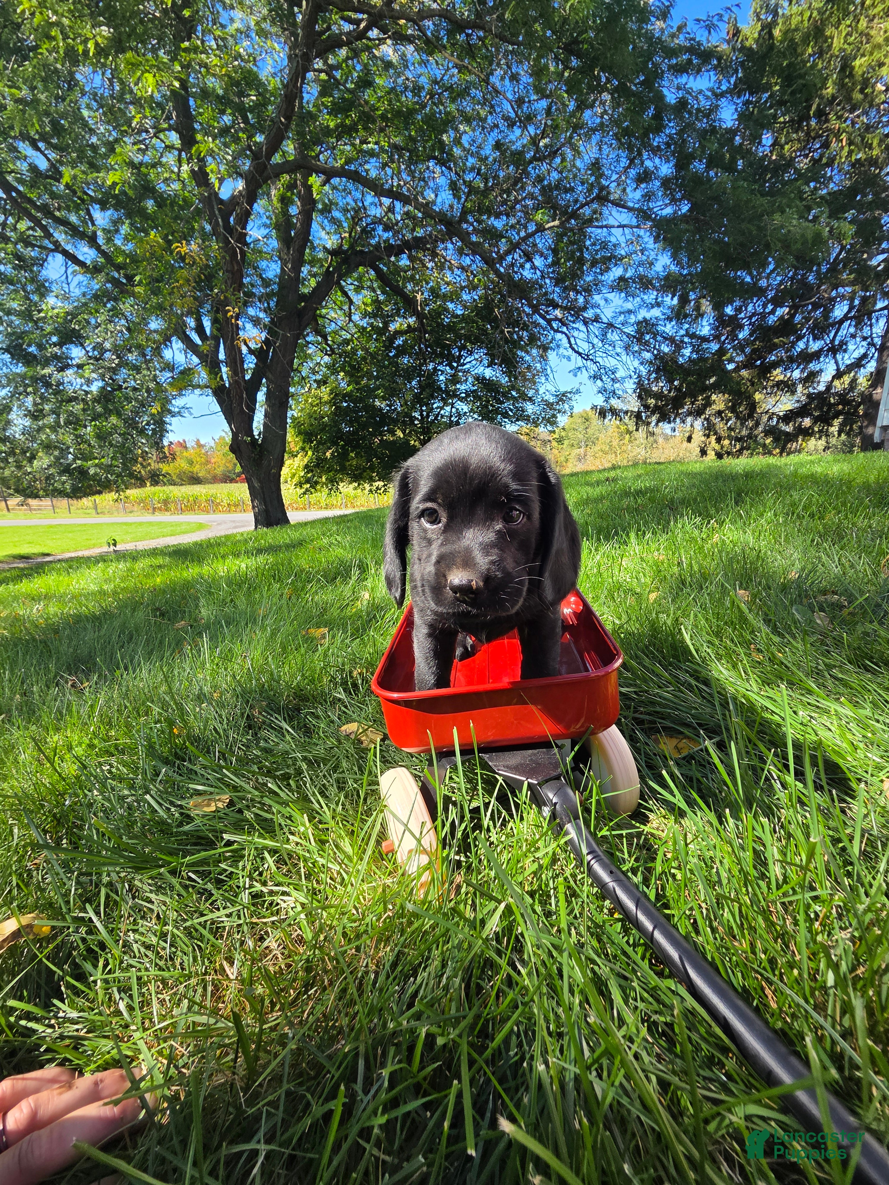 Mixed Breed dogs for sale: Mixed Breed 2 - Ad 2