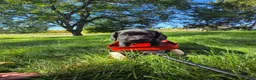 Mixed Breed dogs for sale: Mixed Breed 2 - Ad 2
