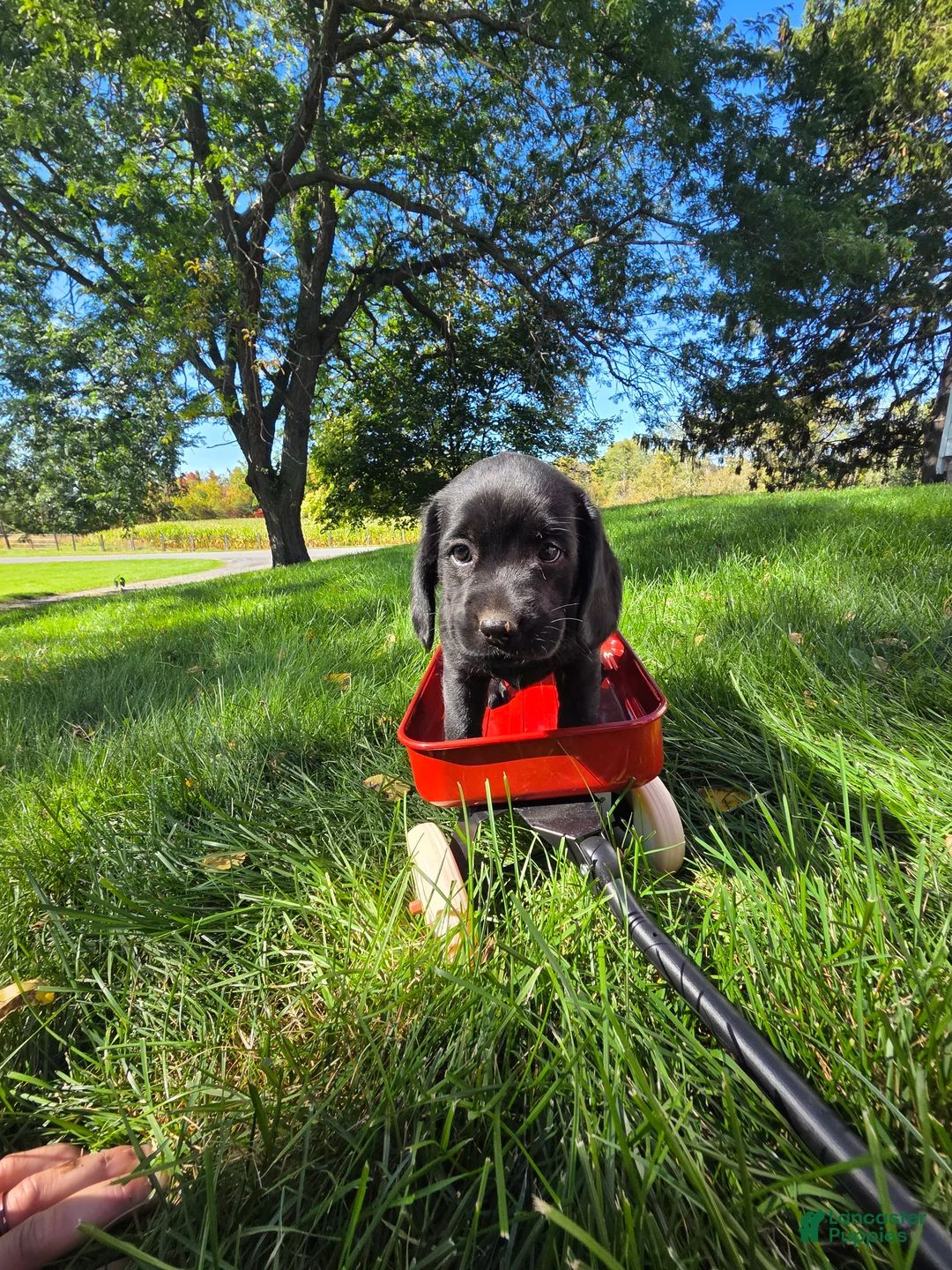 Mixed Breed dogs for sale: Mixed Breed 2 - Ad 2