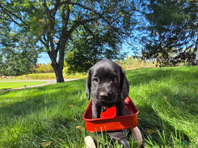 Mixed Breed dogs for sale: Mixed Breed 2 - Ad 2
