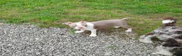 Boston Terrier dogs for sale: Roland - Ad 5