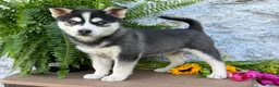 Pomsky dogs for sale: Carter - Ad 4