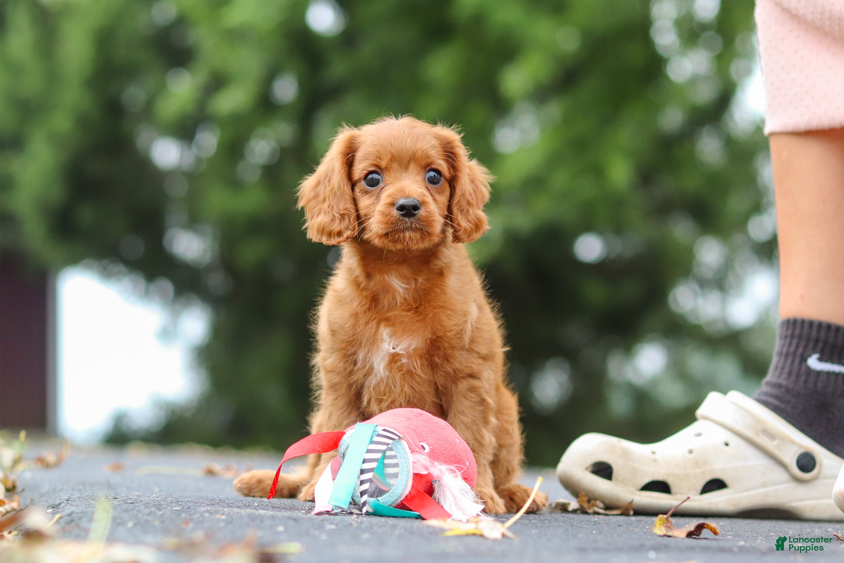 Cavapoo dogs Dax - Ad 1