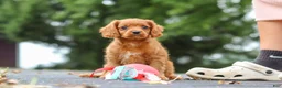 Cavapoo dogs for sale: Dax - Ad 1