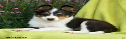 Shetland Sheepdog dogs for sale: Starla - Ad 3