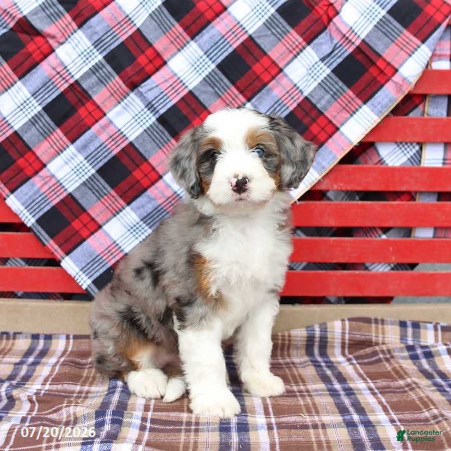 Mini Bernedoodle dogs for sale: Gigi  - Ad 2