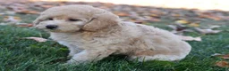 Bichpoo dogs for sale: Carmen - Ad 6