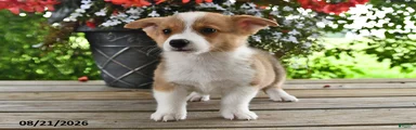 Archie