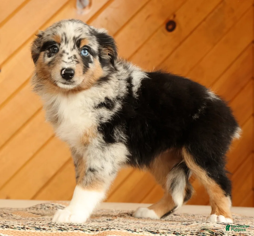 Australian Shepherd dogs for sale: Barbara - Ad 1