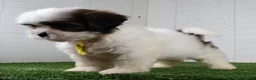 Shih Tzu dogs for sale: Justin - Ad 5