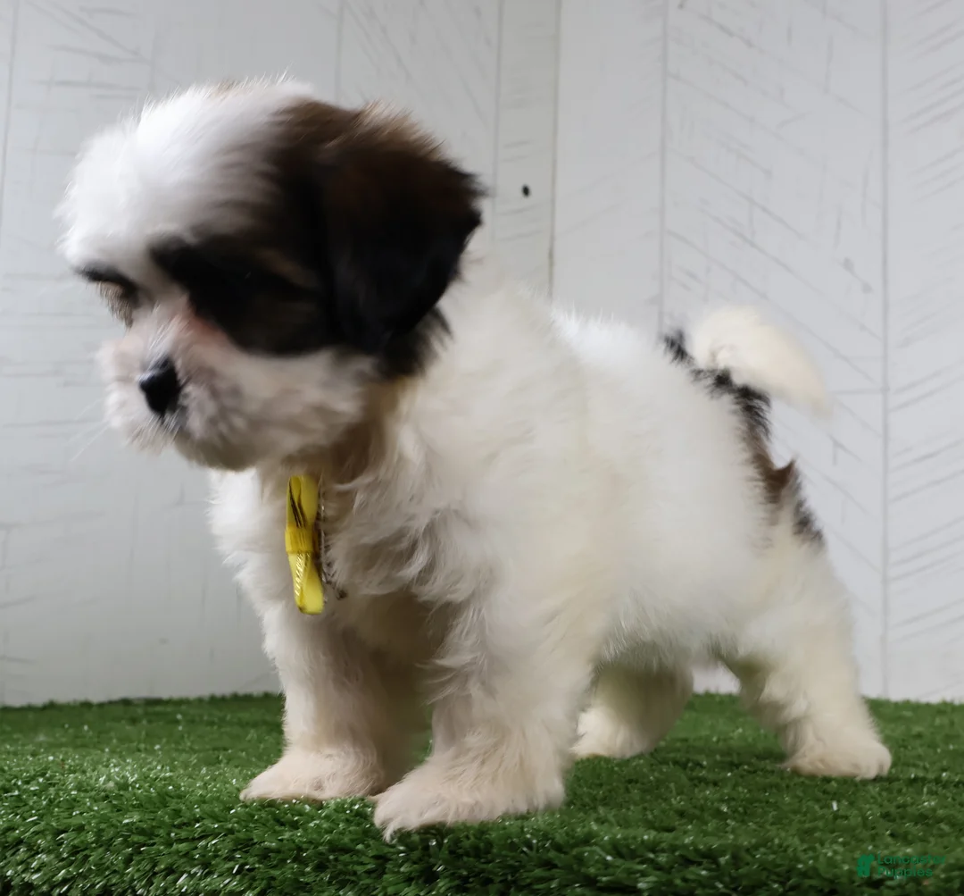 Shih Tzu dogs for sale: Justin - Ad 5