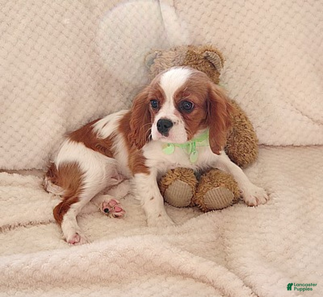 Cavalier King Charles Spaniel dogs for sale: Cavalier King Charles Spaniel Puppy 1 - Ad 2