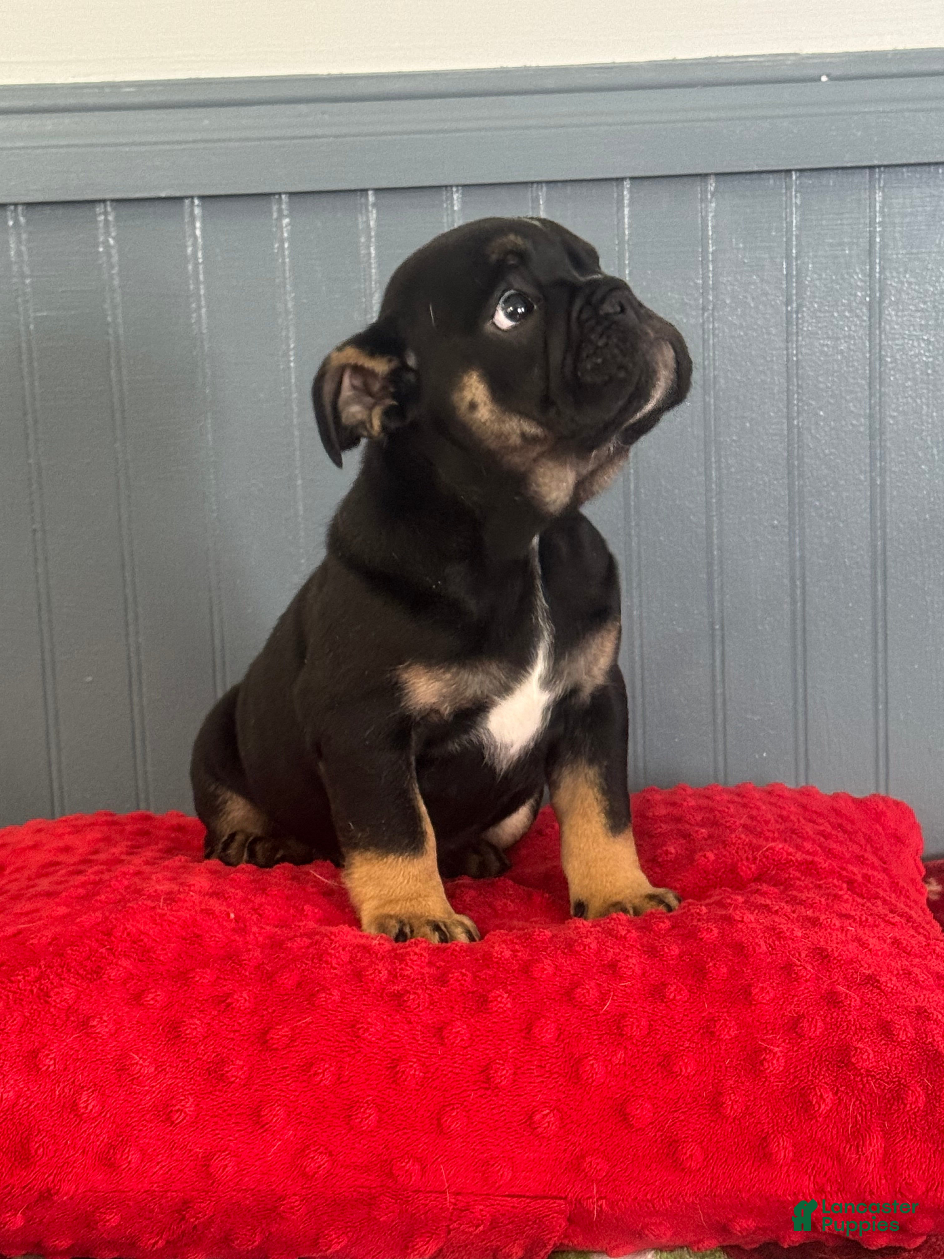 English Bulldog dogs Lilly  - Ad 39