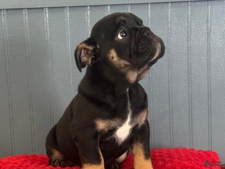 English Bulldog dogs Lilly - Ad 39