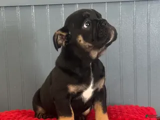 English Bulldog dogs Lilly - Ad 34