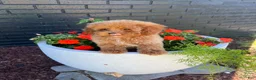 Toy Poodle dogs for sale: 🤎🐩Theo🤎🐩 - Ad 5