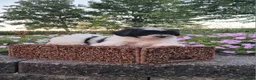 Teddy Bear dogs for sale: Daisy - Ad 6