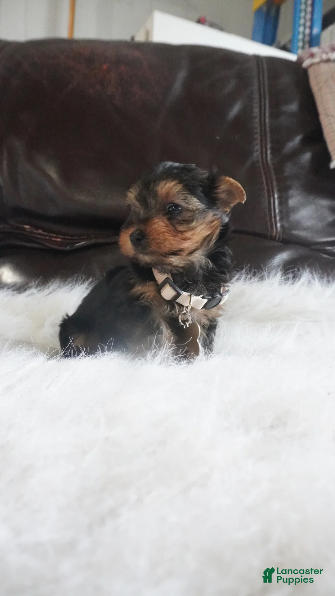 Yorkshire Terrier dogs for sale: Kori  - Ad 2