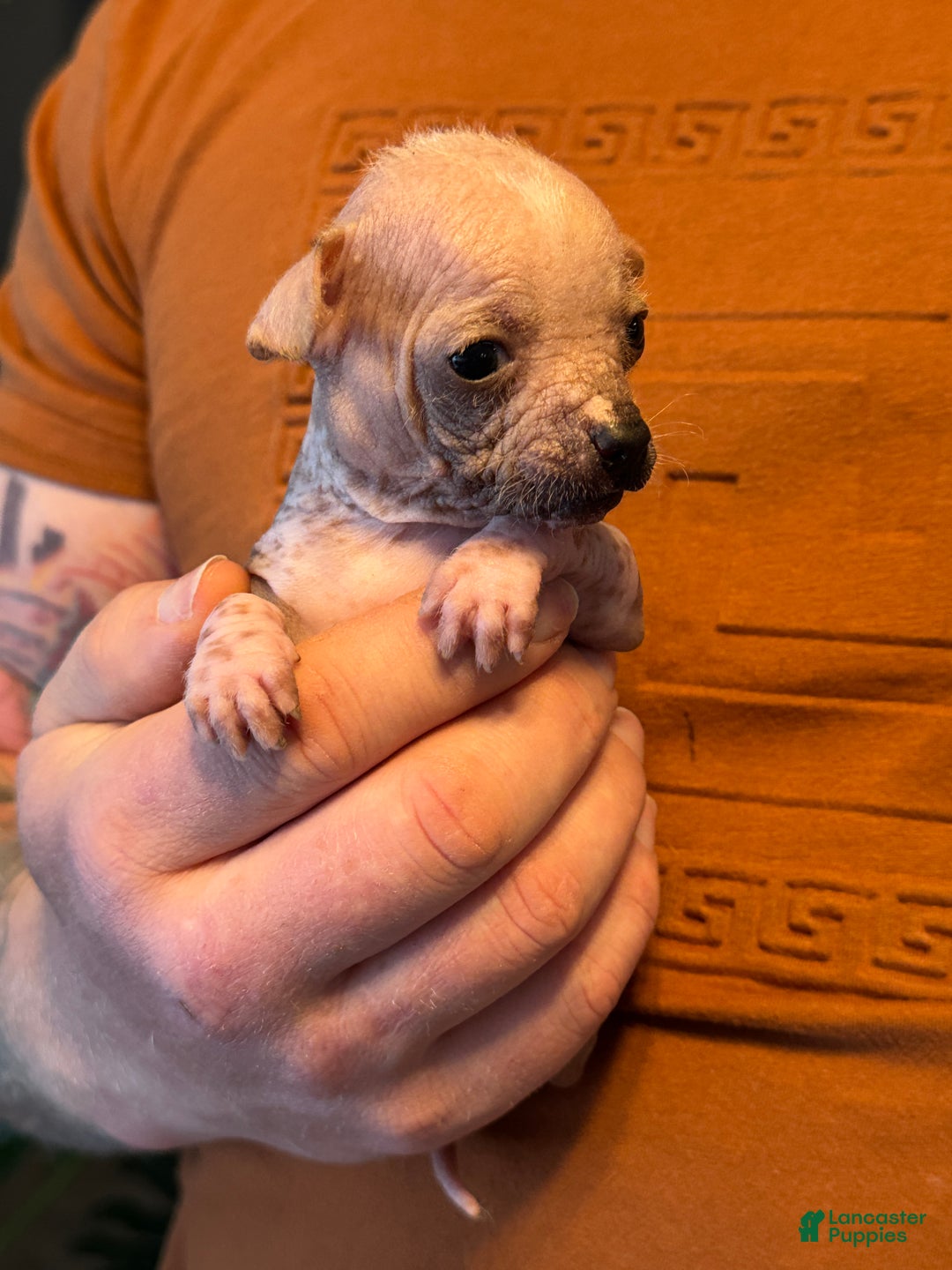 Mixed Breed dogs for sale: Princess  - Ad 5