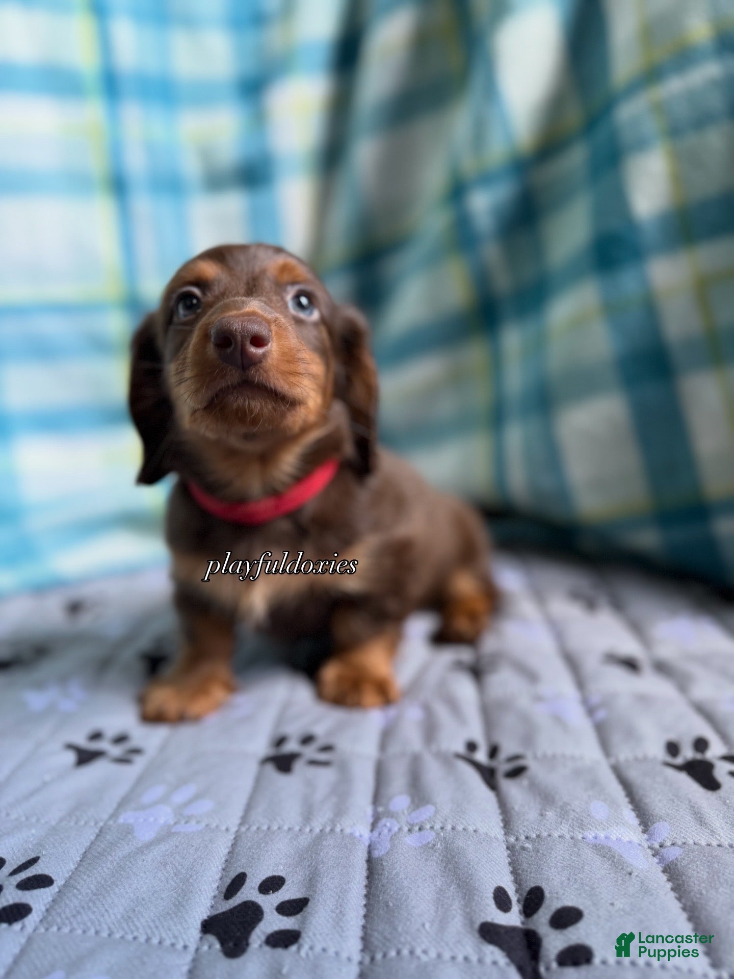 Miniature Dachshund dogs Red Collar Miniature Dachshund Male Chocolate and Tan Long Haired - Ad 1