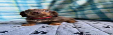 Red Collar Miniature Dachshund Male Chocolate and Tan Long Haired