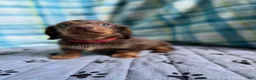 Miniature Dachshund dogs for sale: Red Collar Miniature Dachshund Male Chocolate and Tan Long Haired - Ad 1