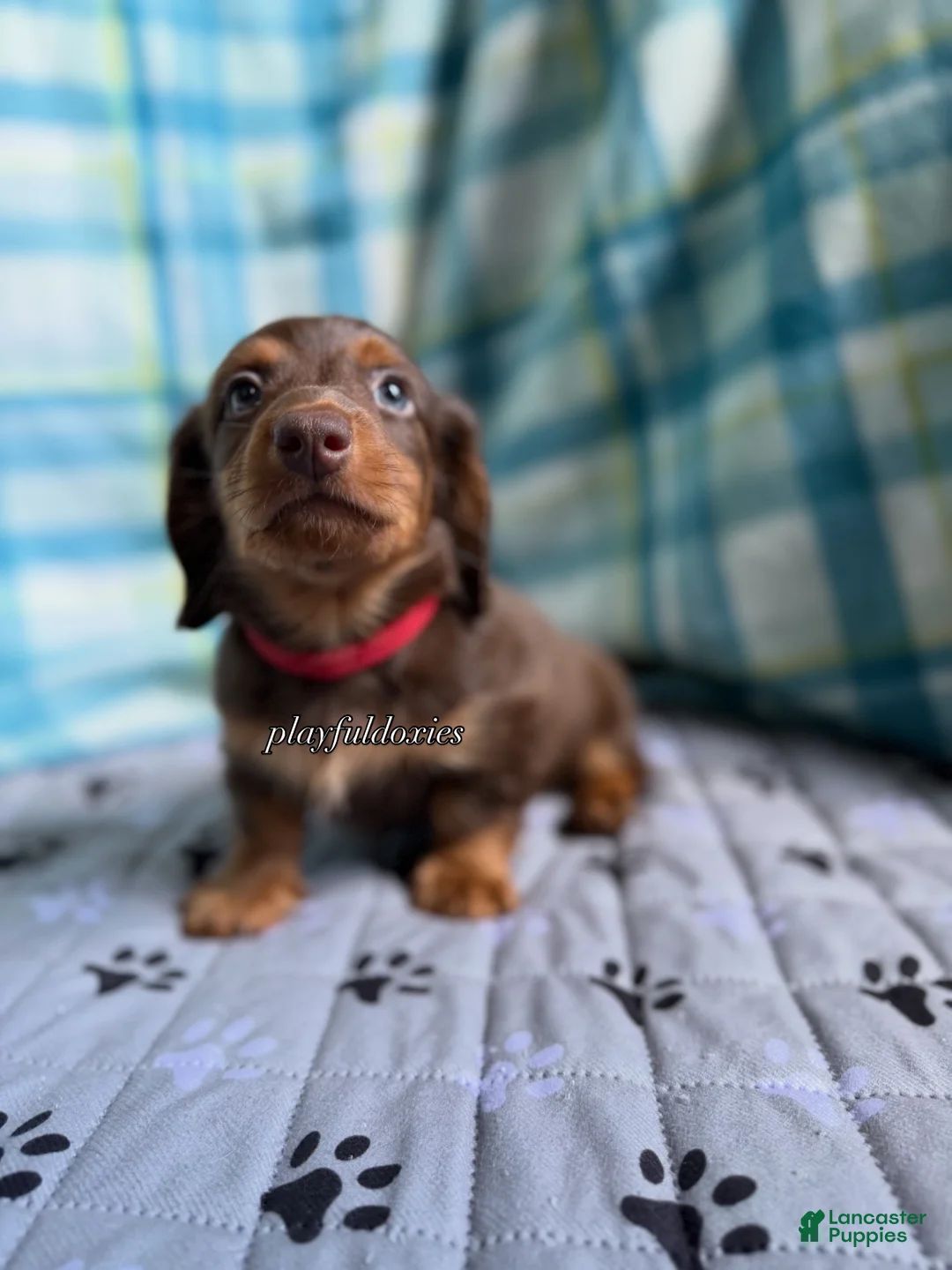 Miniature Dachshund dogs for sale: Red Collar Miniature Dachshund Male Chocolate and Tan Long Haired - Ad 1