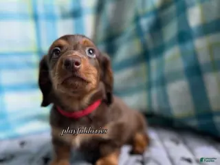 Miniature Dachshund dogs for sale: Red Collar Miniature Dachshund Male Chocolate and Tan Long Haired - Ad 2