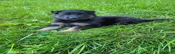 German Shepherd dogs for sale: Stella - Ad 6