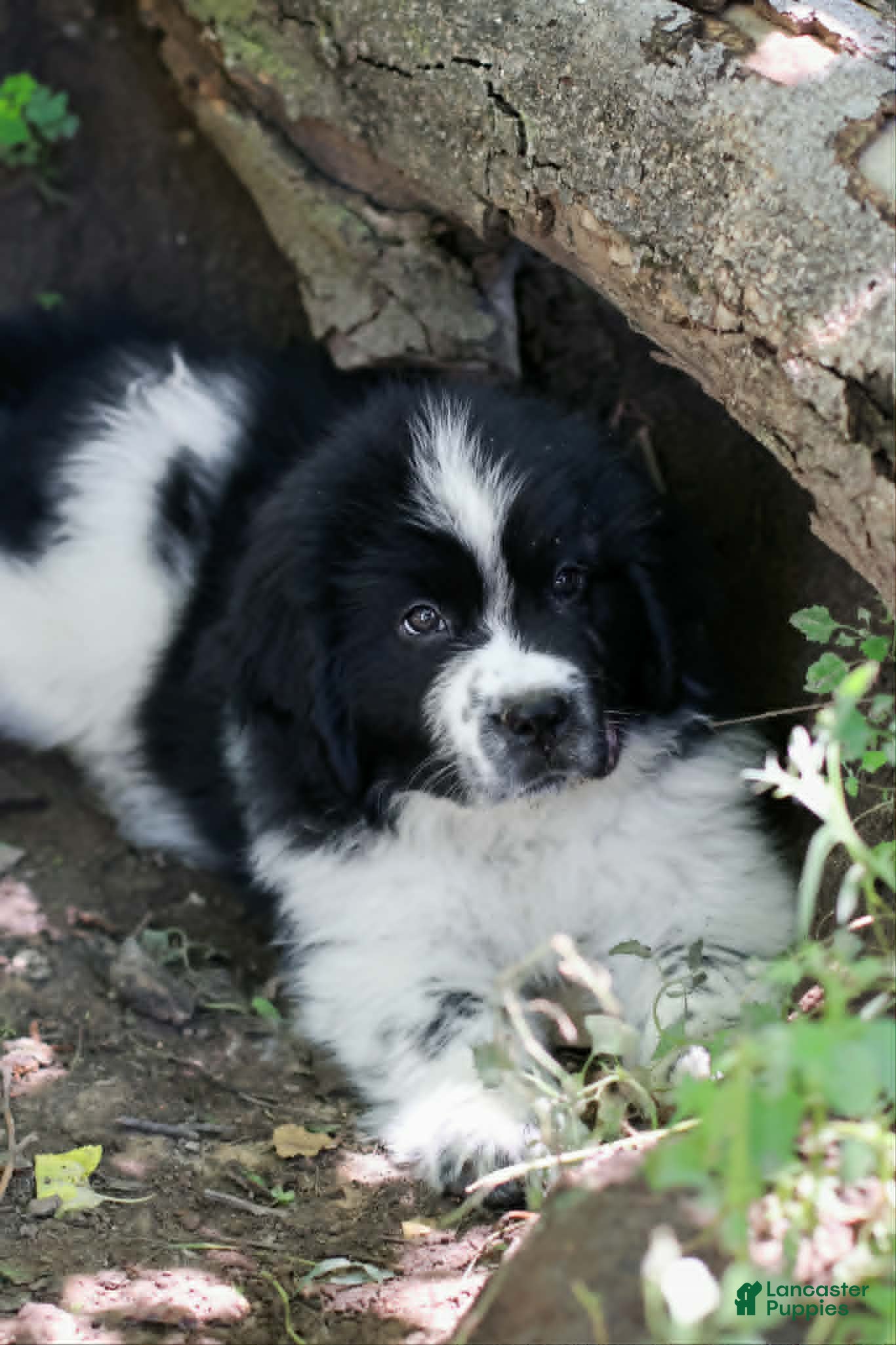 Newfoundland dogs Mario - Ad 2