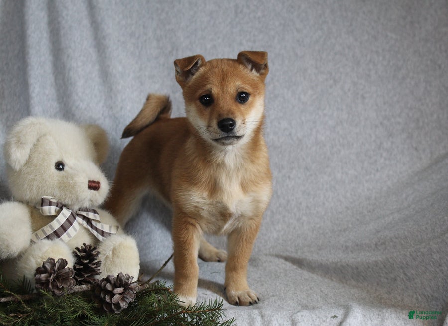 Mixed Breed dogs Sheba - Ad 17