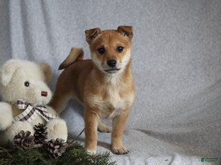 Mixed Breed dogs Sheba - Ad 2