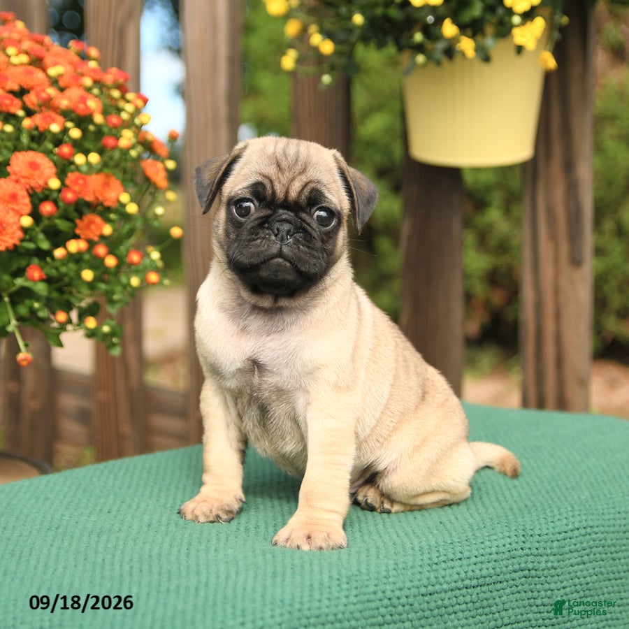 Pug dogs for sale: Marty - Ad 2