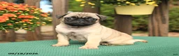 Pug dogs for sale: Marty - Ad 1