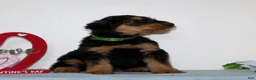 Airedale Terrier dogs for sale: Sparkles  - Ad 2