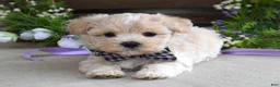 Maltipoo dogs for sale: Leo - Ad 4