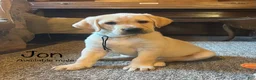 Labrador Retriever dogs for sale: Jon - Ad 1