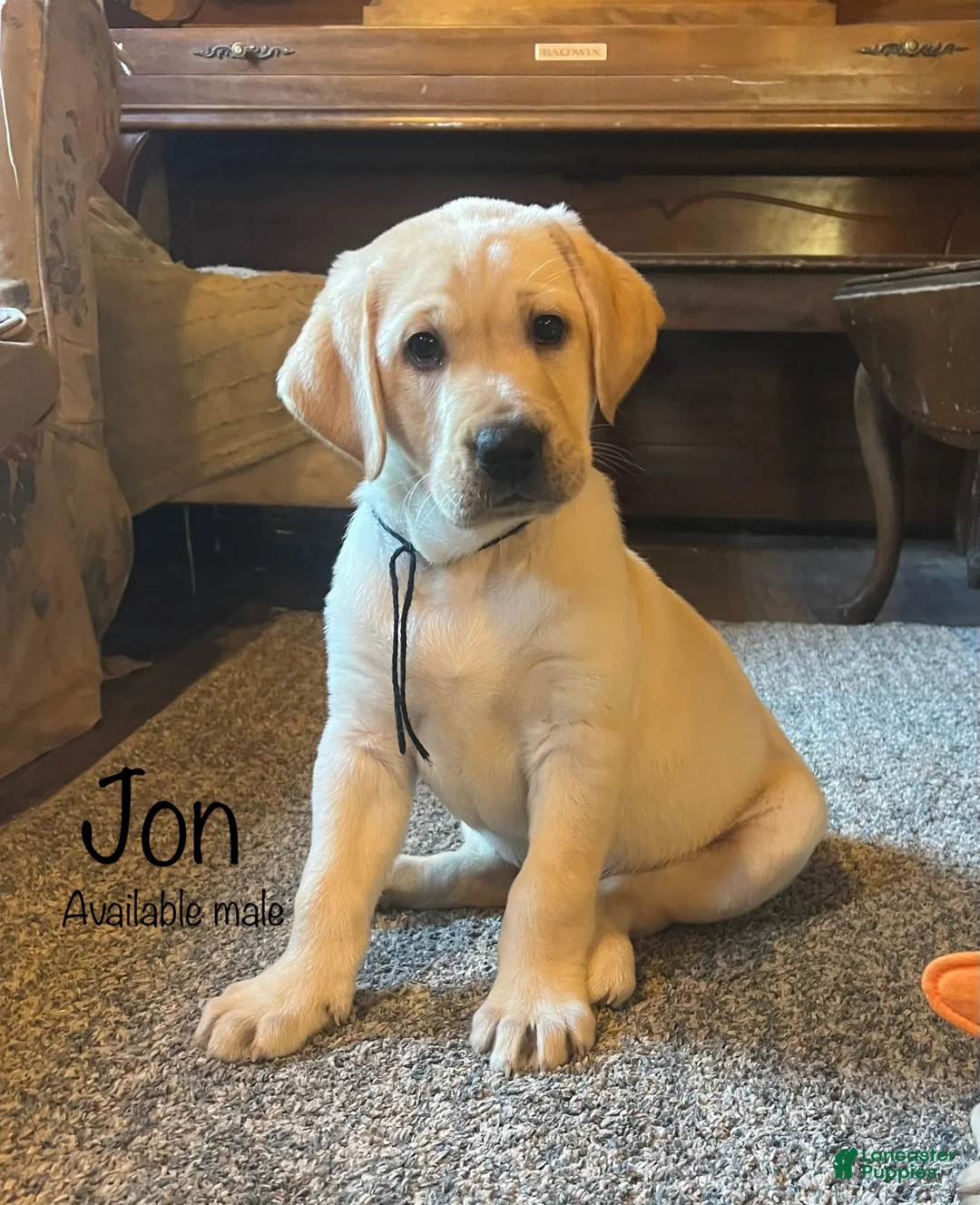 Labrador Retriever dogs for sale: Jon - Ad 1