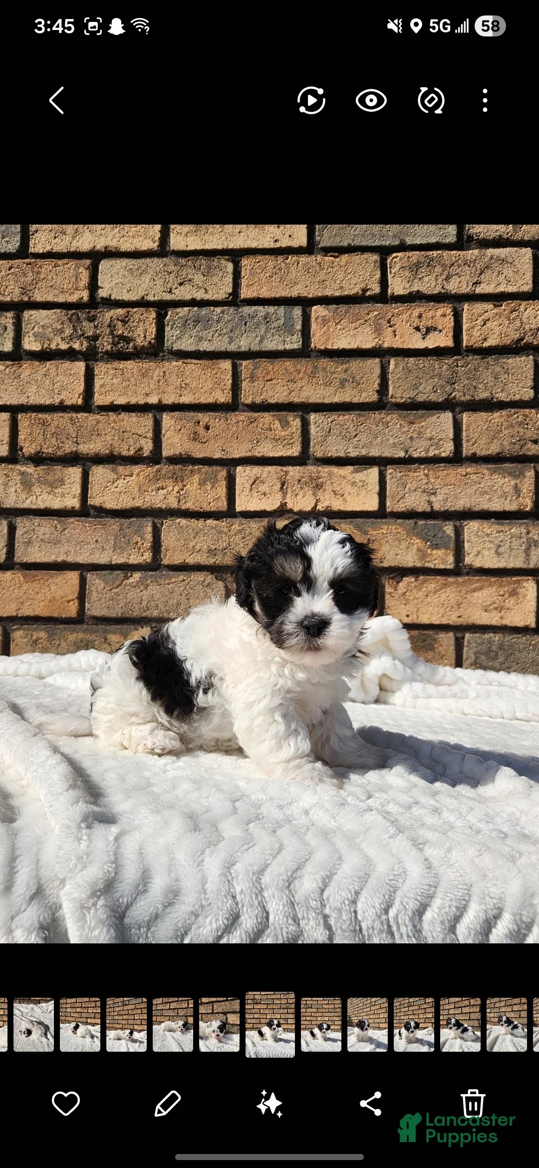 Havapoo dogs for sale: Posie - Ad 9