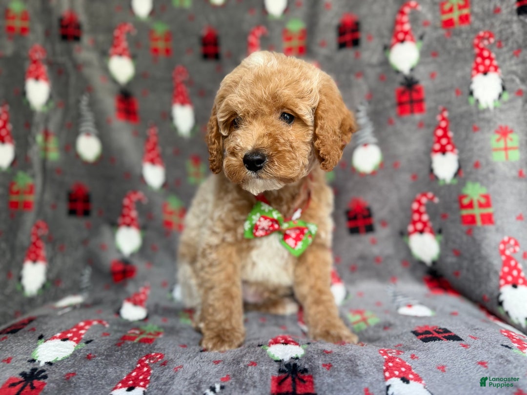 Cockapoo dogs for sale: Bean - Ad 9