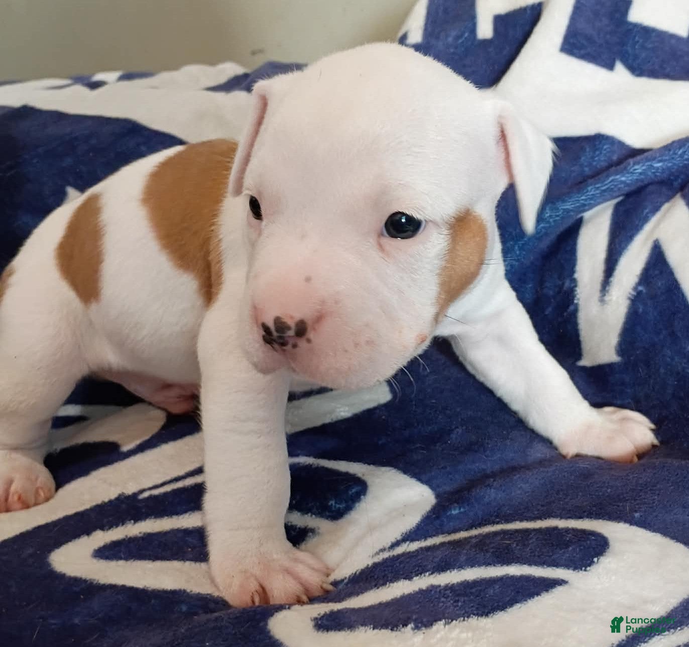 American Bully dogs Piebald male - Ad 1