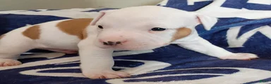 Piebald male
