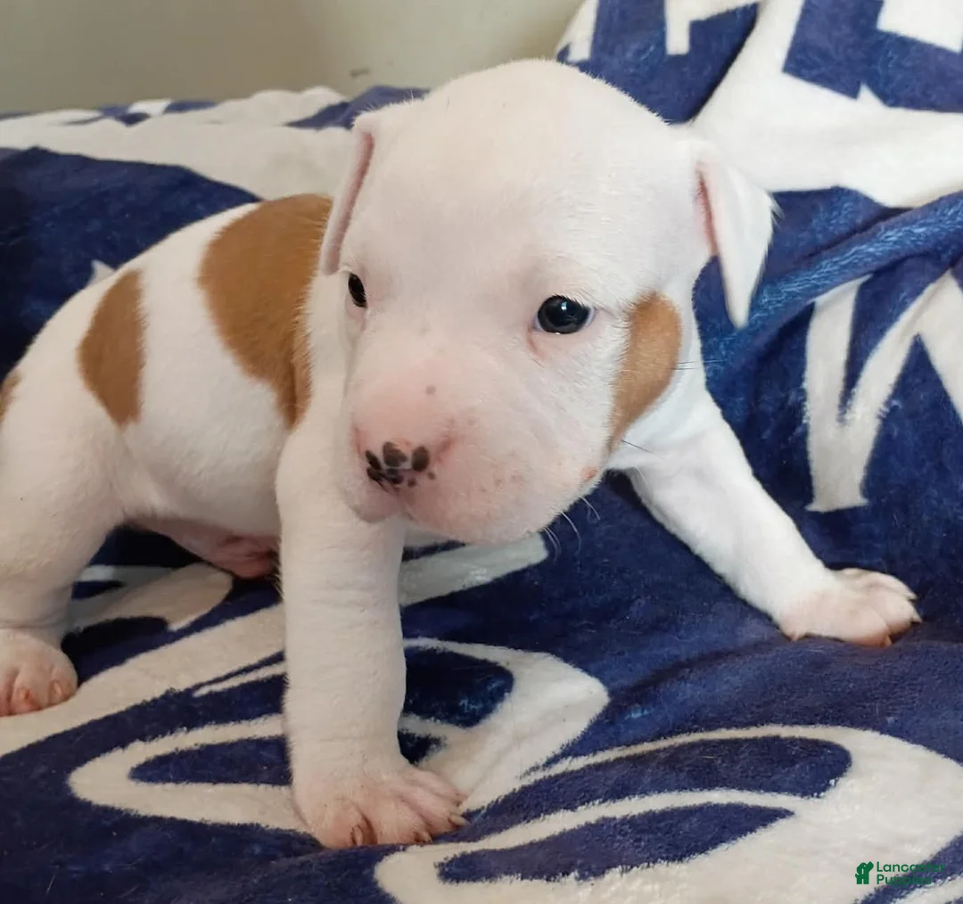 American Bully dogs for sale: Piebald male - Ad 1