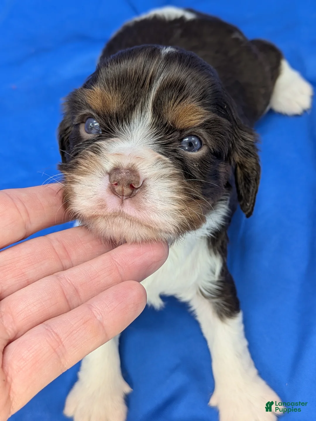 Cavalier King Charles Spaniel dogs for sale: Chocolate tri girl 3 - Ad 2